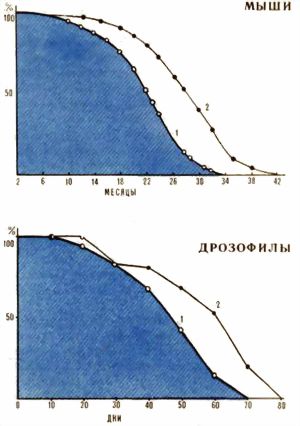 Рис. Кривые выживаемости мышей и дрозофилы в норме и при действии антиоксиданта