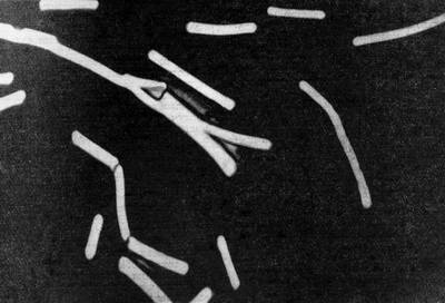 Молочнокислые бактерии типа Lactobacterum acidophilum