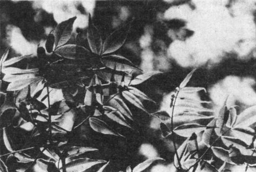Листья бархата амурского