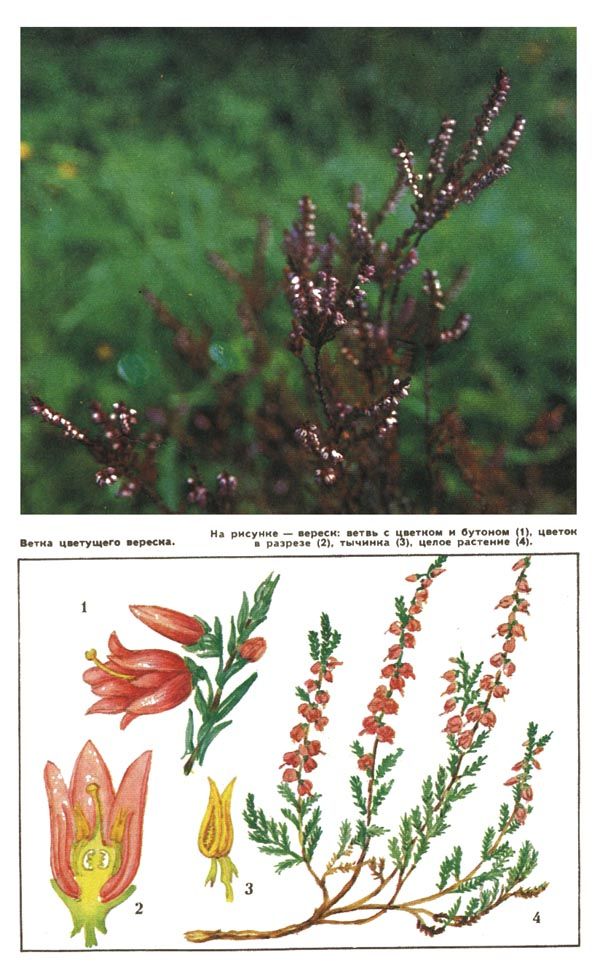 На фото: ветка цветущего вереска. На рисунке - вереск: ветвь с цветокм и бутоном (1), цветок в разрезе (2), тычинка (3), целое растение (4)