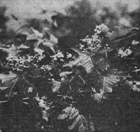 Цветущий клен Семенова. Назван в честь известного географа и ботаника П. П. Семенова-Тян-Шанского
