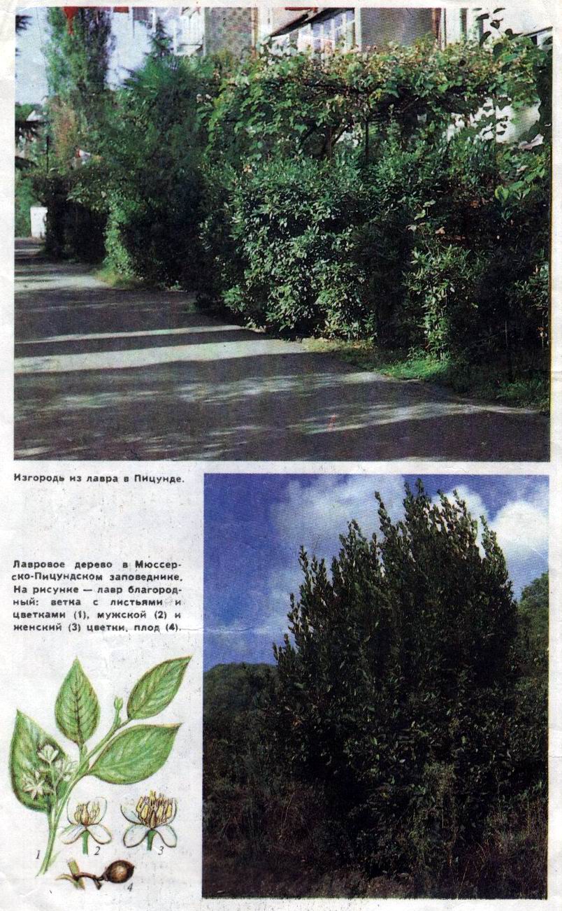 Изгородь из лавра в Пицунде. Лавровое дерево Мюссерско-Пицундском заповеднике
