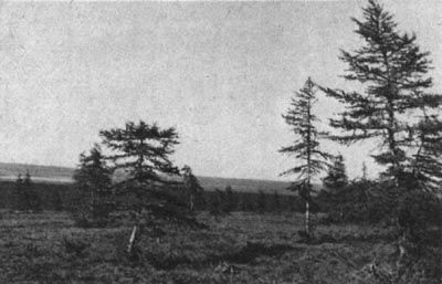 Лесной массив Ары-Mac на полуострове Таймыр. Лиственничное редколесье