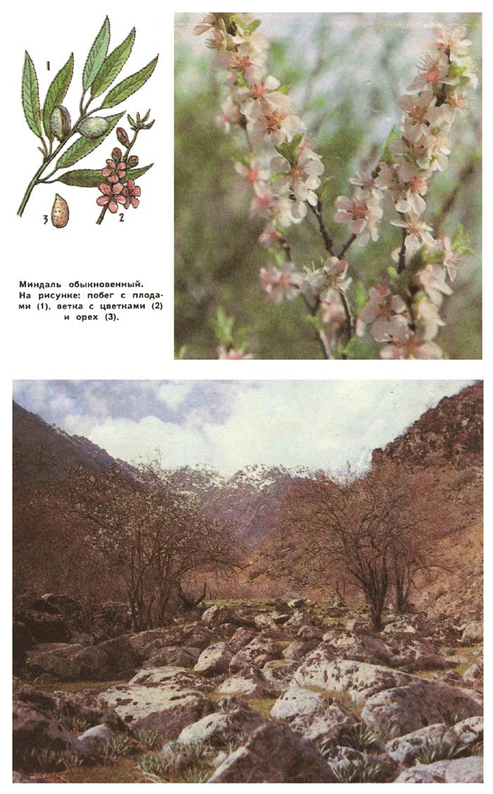 На фото: миндаль обыкновенный. На рисунке: побег с плодами (1), ветка с цветками (2) и орех (3)