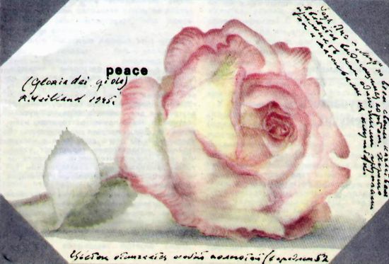 Роза Peace