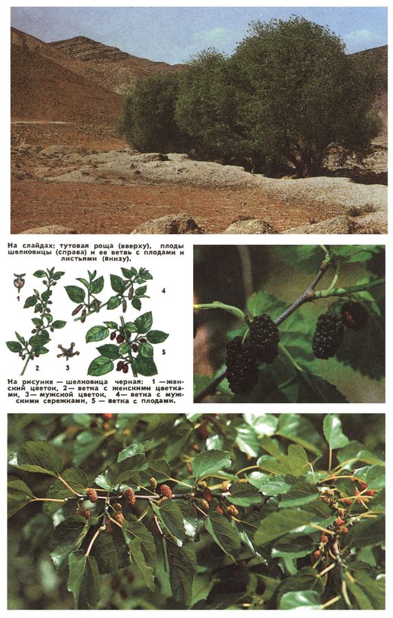 Фото: Тутовая роща (вверху), плоды шелковицы (справа) и её ветвь с плодами и листьями (внизу). На рисунке - шелковица черная: 1 - женский цветок, 2 - ветка с женскими цветками, 3 - мужской цветок, 4 - ветка с мужскими сережками, 5 - ветка с плодами