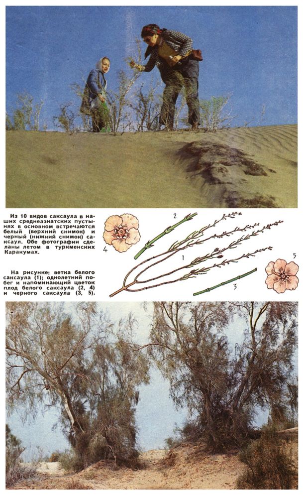 Из 10 видов саксаула в наших среднеазиатских пустынях в основном встречаются белый (верхний снимок) и черный (нижний снимок) саксаул. Обе фотографии сделаны летом в туркменских Каракумах. На рисунке: ветка белого саксаула (1); однолетний побег и напоминающий цветок плод белого саксаула (2,4) и черного саксаула (3, 5).