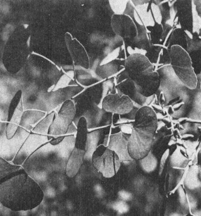 Листья туранги - среднеазиатского тополя - могут быть различной формы