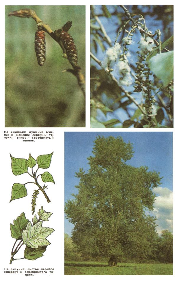 На снимках: мужские (слева) и женские сережки тополя, внизу - серебристый тополь. На рисунке: листья черного (вверху) и серебристого тополя