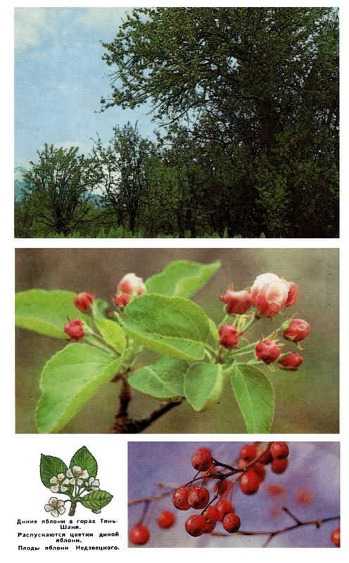 Дикие яблони в горах Тянь-Шаня. Распускаются ветки дикой яблони. Плоды яблони Недзвецкого