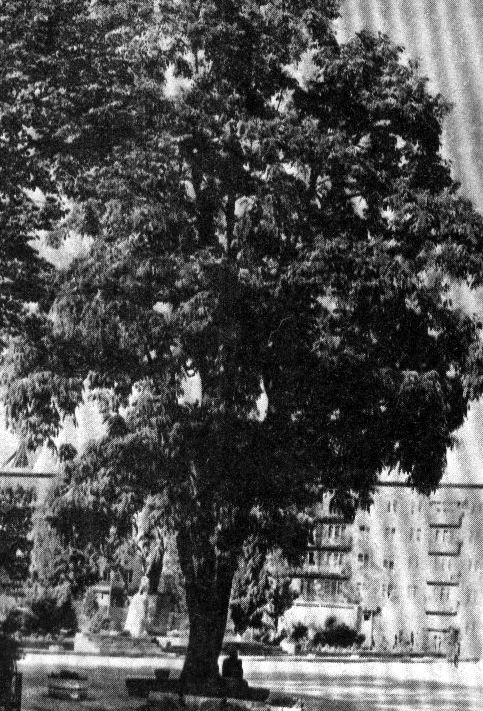 Ореховое дерево на поселковой улице (Прикарпатье)
