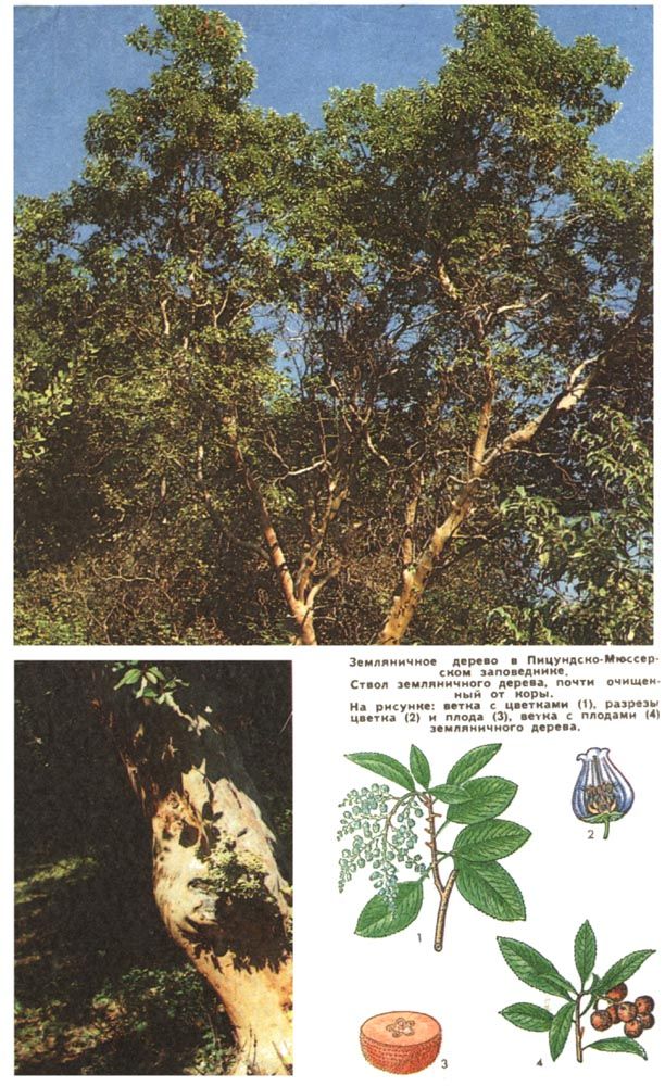 Земляничное дерево в Пицундско-Мюссерском заповеднике (вверху). Ствол земляничного дерева, почти очищенного от коры (слева). На рисунке: ветка с цветками (1), разрезы цветка (2) и плода (3), ветка с плодами (4) земляничного дерева