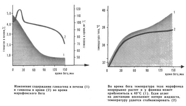 Изменение содержания гликогена в печени и изменение температуры тела марафонца