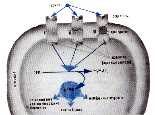Схема действия рецептора, расположенного на поверхности клетки