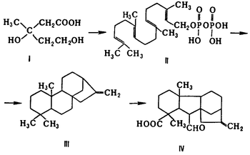 Биосинтез гиббереллинов из мевалоновой кислота (I) через промежуточное образование ряда веществ, в том числе геранил-геранилпирофосфата (II), каурена (III) и ГА-12-альдегида (IV) 