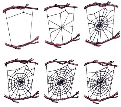 Этапы сооружения ловчей сети пауком