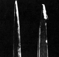 Слева - колючка  кактуса лобивия хертрихиана; справа - кончик стальной швейной иглы