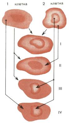 Семейство гибридных клеток: I - гибридная клетка; II - гибрид = клетка 1 + цитоплазма 2; III - кариобрид = клетка 1 + ядро 2; IV - реконструированная клетка = цитоплазма 1 + ядро 2