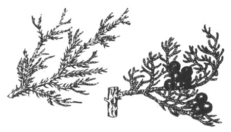 Ветки арчи: молодой (слева) с колючками-хвоинками, и зрелой (справа) с плодами
