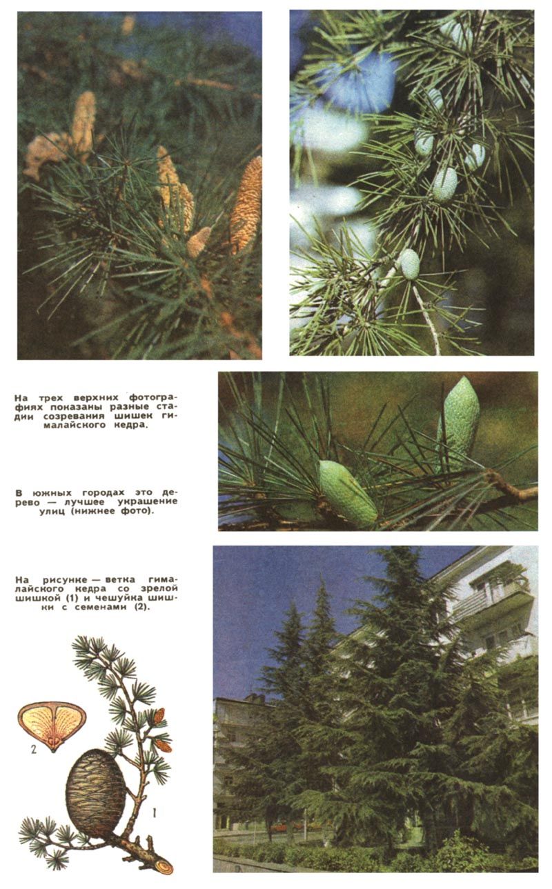 На трех верхних фотографиях показаны разные стадии созревания шишек гималайского кедра. В южных городах это дерево - лучше украшени улиц (нижнее фото). На рисунке - ветка гималайского кедра со зрело шишкой (1) и чешуйка шишки с семенами (2)