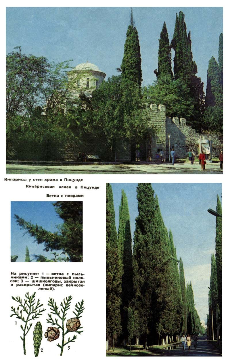 Фото: вверху - Кипарисы у стен храма в Пицунде, справа - кипарисовая аллея в Рицунде, внизу - ветка с плодами. На рисунке: 1 - ветка с пыльниками; 2 - пыльниковый колосок; 3 - шишекоягоды, закрытая и открытая (кипарис вечнозеленый)