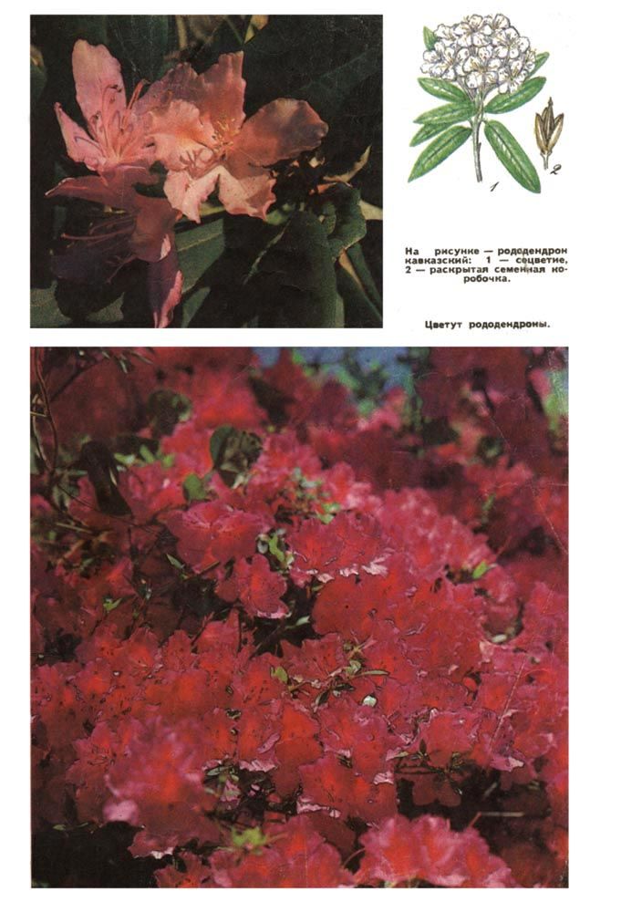 На рисунке - рододендрон кавказкий: 1 - соцветие, 2 - раскрытая семенная коробочка. На фото: цветут рододендроны