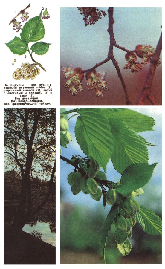 На рисунке - вяз обыкновенный: весенний побег (1), отдельный цветок (2), ветка с листьями и плодами (3) и семя (4).
Фото: вяз цветущий; вяз плодоносящий; вяз, формирующий пейзаж 