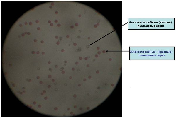Нежизнеспособные (желтые) и жизнеспособные (красные) пыльцевые зёрна картофеля под микроскопом